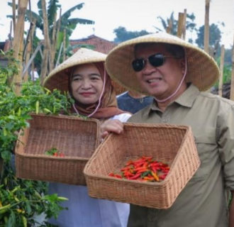 Panen Cabai Pertama di Cimahi sebagai Suksesnya Gerakan Pertanian Kota