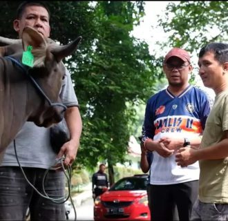 Idul Adha 2024, Wakil Walikota Depok Sumbangkan Puluhan Hewan Kurban ke 11 Kecamatan