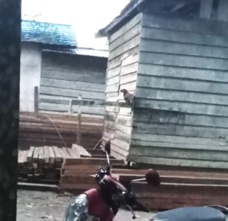 Terkait TPK Diduga Ilegal Milik Ujang Baung UM: Kayu Milik Tuhan, “Colek” APH Sandai