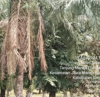 Miris, Manajemen PTPN IV Regional II Bah Jambi Telantarkan Tanaman Menghasilkan