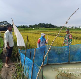 Serda P Simatupang, Koramil 09/ TB Ikut serta dalam Pembasmian Hama Burung