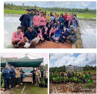 Petani Mileneal Ketapang Ikuti Penanaman Padi Dengan RTP
