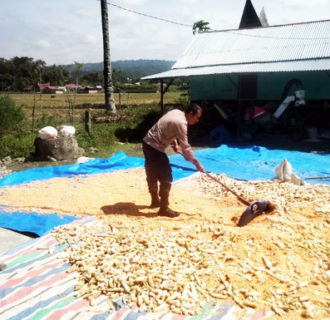 Polsek Palipi Dampingi Panen hingga Penjemuran Jagung Warga Desa Sigaol Simbolon Selama 3 Hari