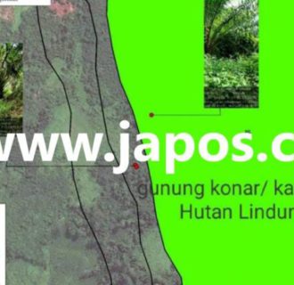 Perambahan Hutan Lindung Gunung Konar Kabupaten Ketapang Secara Masif Jadi Perkebunan Sawit di Sorot