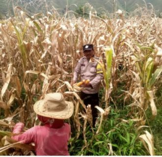 Bhabinkamtibmas Polsek Palipi Bantu Warga Panen Jagung