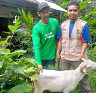 Baznas Ciamis Berdayakan Ekonomi Mustahik Melalui Pengelolaan Ternak