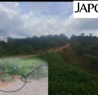 CV Jaya Anugrah Diduga Cabut Plank Kawasan Hutan, Kadis Kehutanan Tutup Mata