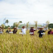 Kota Sukabumi Siap Menjadi Lumbung Benih Nasional, Wali Kota Resmikan Panen Raya Benih Padi Sintanur