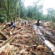 Selamatkan Kawasan Hutan Tele dari Kehancuran: Krisis Ekologis dan Perlawanan Masyarakat Adat di Tanah Batak