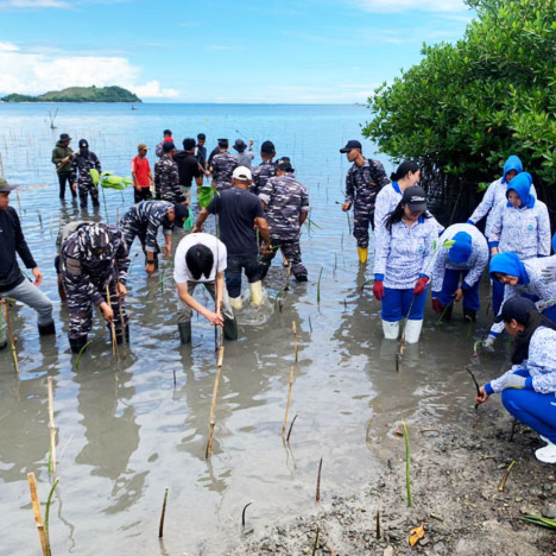 Lanal Tolitoli dan PT Inti Karya Vaname Tanam 1.500 Bibit Mangrove di Pesisir Kapas