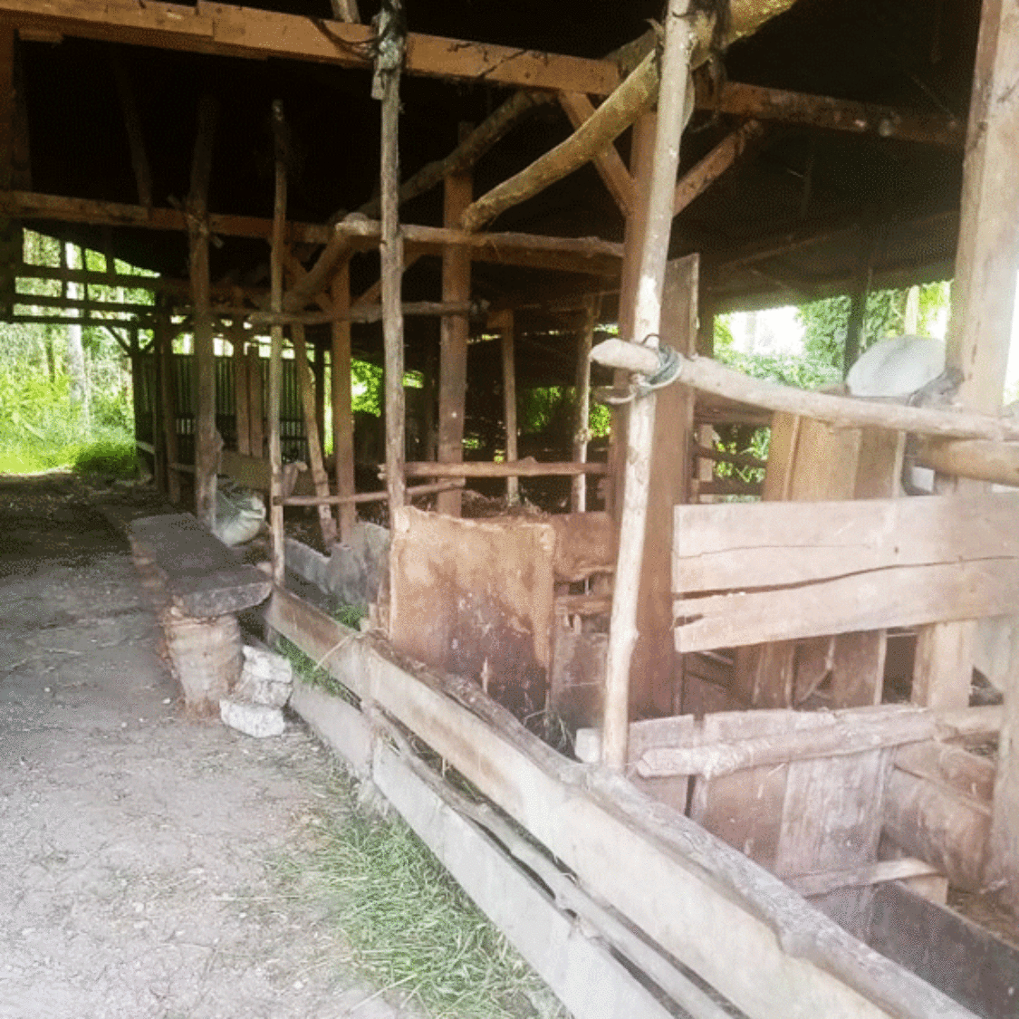Dugaan Penggelapan 18 Ekor Sapi di Kelompok Tani Suka Damai Hebohkan Warga Kapau Alam Pauh Duo