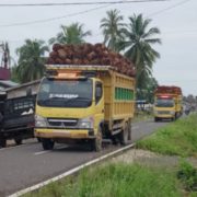 Diduga Over Kapasitas, Truk Bermuatan Sawit Milik Oknum Anggota DPRD Kayong Utara, Buat Resah Masyarakat