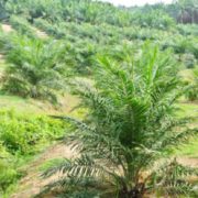 APPSI Ungkap Dugaan “Error in Objekto” Eksekusi Kebun Sawit oleh Kejagung dan Satgas PKH
