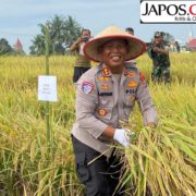 Menuju Swasembada Nasional Kapolres Simalungun Ikut Panen Raya Padi Sawah