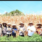 Kapolda Sumut Bersama Bupati dan Wakil Bupati Samosir Panen Jagung Program Ketahanan Pangan Nasional