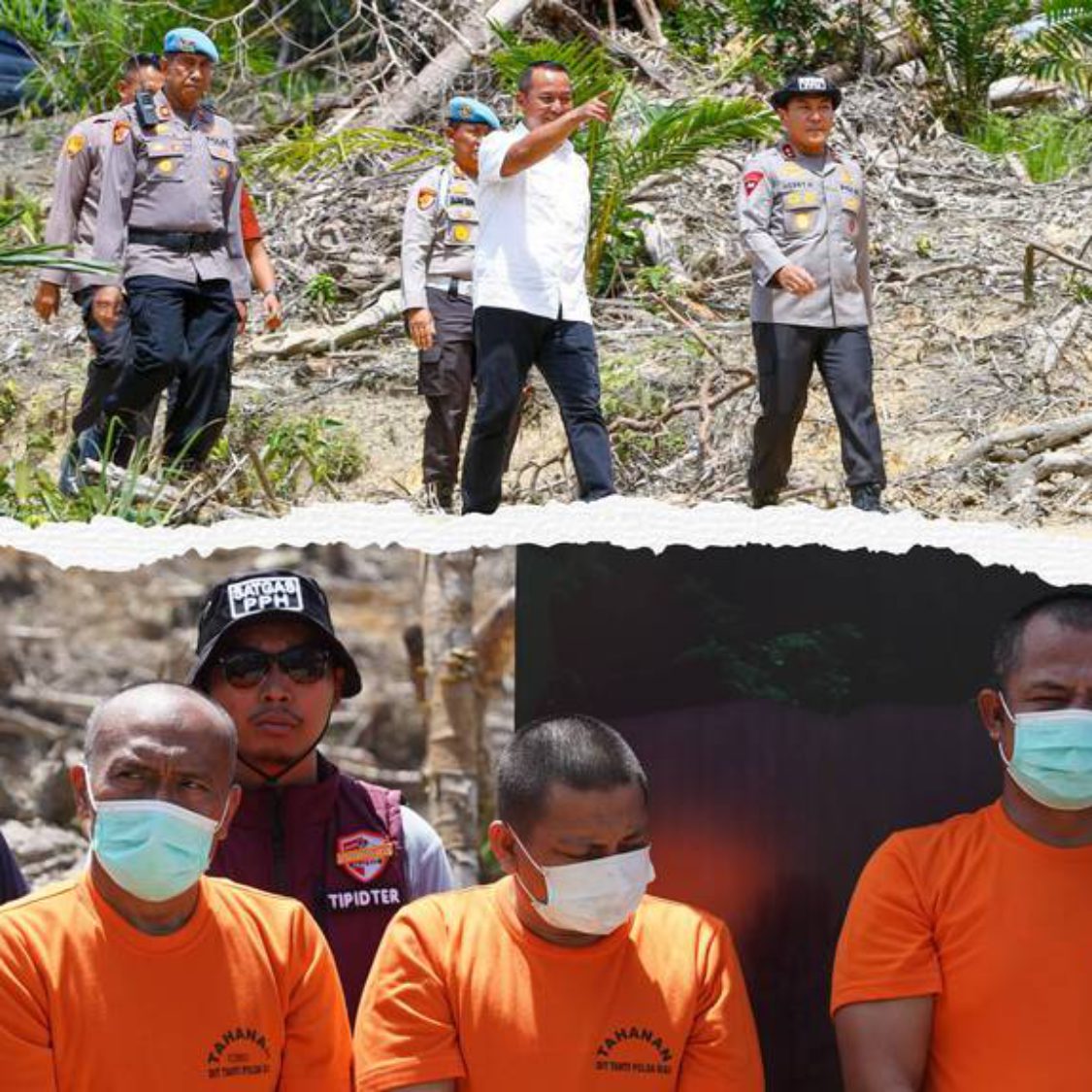 Buka Kebun Sawit Tanpa Ijin Di Kawasan HPT Koto Kampar 4 Orang Ditangkap Polisi