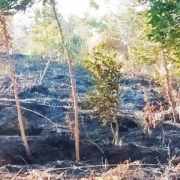 Hentikan Kebakaran Hutan dan Lahan di Kawasan Danau Toba: Selamatkan Masa Depan Kita!